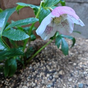癒し,花のある暮らし,緑のある暮らし,ハーブのある暮らし,多肉植物のある暮らしの画像