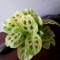 マランタ,マランタ・ライトベインズ,観葉植物,カラーリーフ,葉っぱの画像