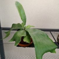 ネザーランド,観葉植物,初心者,多肉初心者, ビカクシダの画像