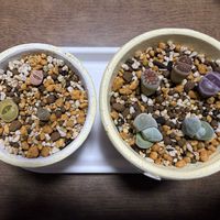 イベリス,クリスマスローズ,スイセン,ブラキカム,リトープスの画像