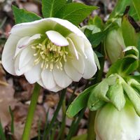 クロッカス,クロッカス,クロッカス,蕗の薹,クリスマスローズ ホワイトオーケストラの画像