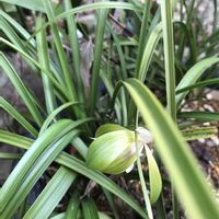 ガザニア,シュンラン,バラ,アリッサム、ジユリアン,お花好きの画像