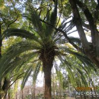 レンギョウ,カナリーヤシ,フェニックス,カラスノエンドウ,ヤハズエンドウの画像