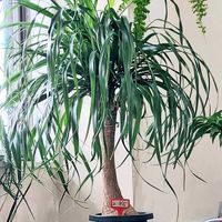 トックリラン,フィロデンドロン クリームスプラッシュの画像