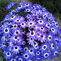 セネッティ ブルーバイカラー,鉢植え,セネッティ,花と生きるサントリーの画像