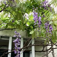 フジ,フジ,藤の花,藤の花,ふじの画像