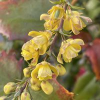 ヒイラギナンテン,お花は癒し,花が好き❤,☆携帯撮影☆の画像