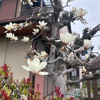 ハクモクレンの画像