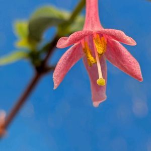 山野草,スマホ撮影,棚の画像