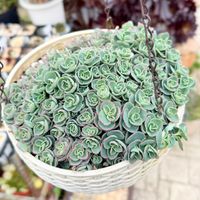 ミセバヤ,多肉植物,ガーデニングの画像