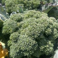 ブロッコリー,家庭菜園奮闘日記,na-chan farm,共同菜園,na-chan potagerの画像