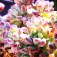 ハムシー,コミックトム,多肉植物,Love & Peace,幸せの多肉の画像