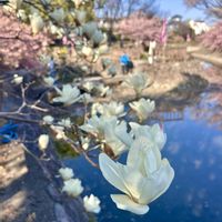 白木蓮,白木蓮,白い花,春が来た,伏見区の画像