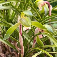 シュンラン,リュウキンカ,春蘭,ガーデニング,ナチュラルガーデンの画像