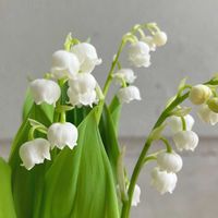 スズラン,スズラン,花のある暮らし,愛知豊明花き地方卸売市場,豊明花きの画像