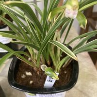 シュンラン,ミセバヤ,勿忘草・わすれなぐさ,今を生きる,チーム千葉✿︎の画像