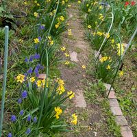 オキナグサ,ガーベラ,ムスカリ,ティタティタ,アネモネ フルゲンスの画像