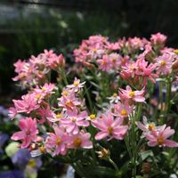 ヘリクリサム,小さな庭の画像