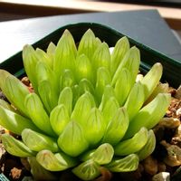 ハオルチア,ハオルチア　カガエンシス,多肉植物,ハオルチア属,透明な窓の画像
