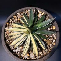 多肉植物,観葉植物,アガベ属,珍奇植物,ビザールプランツの画像