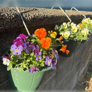 ビオラ,ハンキング,iPhone撮影,ほったらかしガーデニング,庭の画像