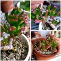 ゴーラム,ゴーラム（宇宙の木）,多肉植物,葉っぱツヤツヤの画像