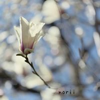 モクレン,モクレン,ご近所さんの植物,お出かけ先にて,いつもの散歩道の画像