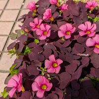 オキザリスの画像