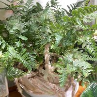 トキワシノブ,シノブ,ダバリア　ラビットフッド,シダ植物,モフモフの画像