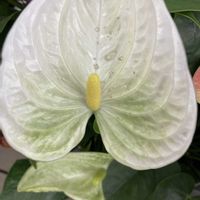 アンスリウム,コブシ,ユキヤナギ,プリムラ　ジュリアン,　白い花の画像