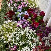 アリッサム,クローバー,ヒューケラ,スーパーアリッサム,ありがとう♡の画像