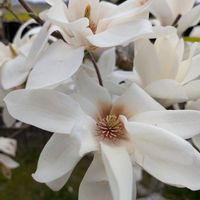 モクレン,知人の庭の画像