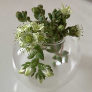 多肉のある暮らし,多肉の花芽,心ほっこりの画像