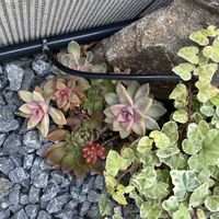 アイビー,多肉植物,観葉植物,多肉植物の紅葉,多肉植物のある暮らしの画像
