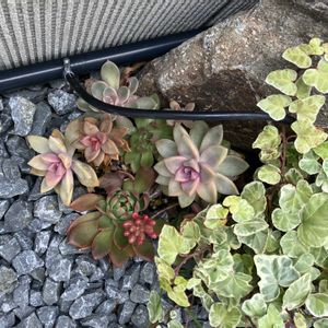 アイビー,多肉植物,観葉植物,多肉植物の紅葉,多肉植物のある暮らしの画像