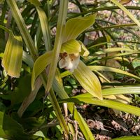 カタクリ,シュンラン,シラネアオイ,春蘭,ヤマルリソウ(山瑠璃草)の画像