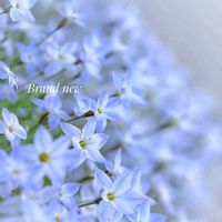 ハナニラ,デージー,可愛い,癒し,花のある暮らしの画像