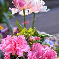 アザレア,八重咲きチューリップ,八重咲きチューリップ,八重咲きアザレア❣️,ガーデニングの画像