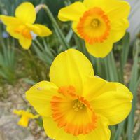 スイセン,ヒメリュウキンカ,プリムラ,カラス葉ヒメリュウキンカ,オウバイソケイの画像