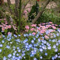 アジサイ,アリッサム,チューリップ,ネモフィラ,マーガレットの画像