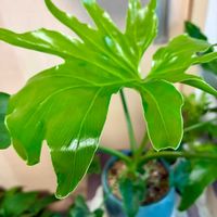 シェフレラ,カポック,観葉植物,緑のある暮らし,観葉植物のある暮らしの画像