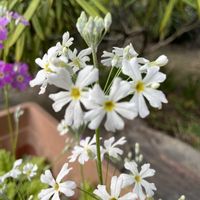 サクラソウ,お花は癒し,花が好き❤,☆携帯撮影☆の画像