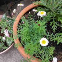 花かんざしの画像