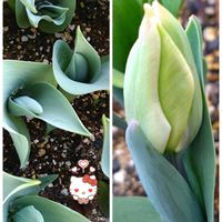 チューリップ,秋植え球根,プランター栽培,春だね,小さな庭の画像