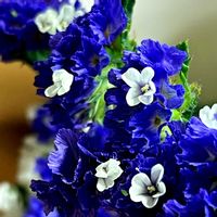 スモモ,ユキヤナギ,プラム,ハクモクレン,夜桜の画像