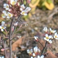 ウメ,タネツケバナ,タネツケバナ,梅,山野草の画像