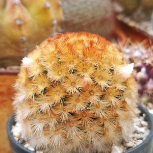 姫秋麗,だるま秀麗,カルメナエ,ティラミス,メロディの画像