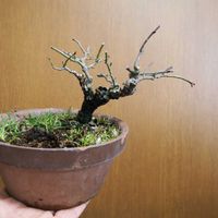 モッコウバラ,枝垂れ桜,パキポ・イノピナツム,盆栽,おうち園芸の画像