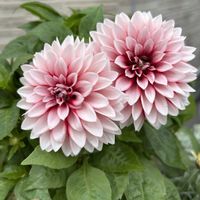 ダリア,お花,植物のある暮らし,ありがとう♡,お花のある暮らしの画像