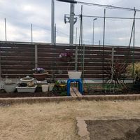 ボイセンベリー,花壇,ポタジェガーデン,家庭菜園の画像